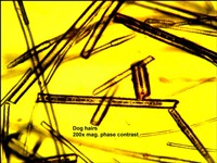 13) Dog Hair - An assortment of dog hair fragments display the seqmented outer sheath and hollow core visible on some strands.