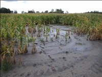 21) 'Run Off' - The foreground barren soil has a salt content ten times higher than that in which the crop is flourishing.